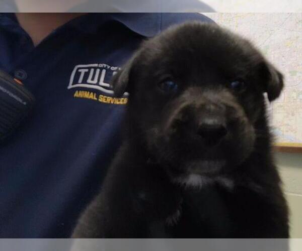 Medium Photo #1 Siberian Husky-Unknown Mix Puppy For Sale in Tulsa, OK, USA