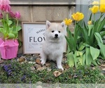 Small Photo #10 American Eskimo Dog-Pomsky Mix Puppy For Sale in NILES, OH, USA