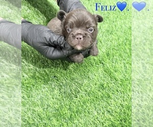 Medium French Bulldog