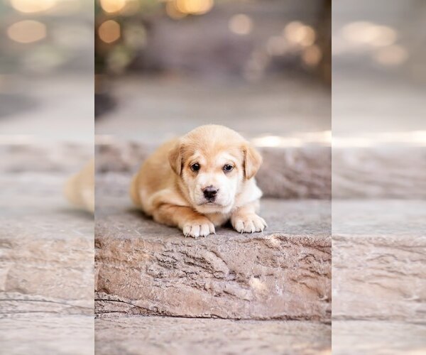 Medium Photo #10 Mutt Puppy For Sale in San Diego, CA, USA