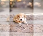Small #9 Mutt