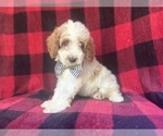 Small #5 Cavapoo
