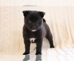 Mutt-Shiba Inu Mix Puppy for sale in SHILOH, OH, USA