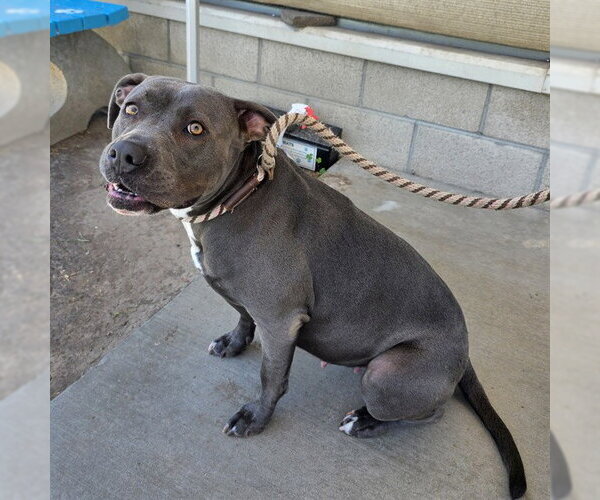Medium Photo #1 Mutt Puppy For Sale in Long Beach, CA, USA
