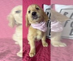 Small #4 Golden Retriever