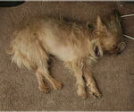 Small #13 Mutt