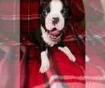Small Photo #1 Boston Terrier Puppy For Sale in SUMMERVILLE, SC, USA