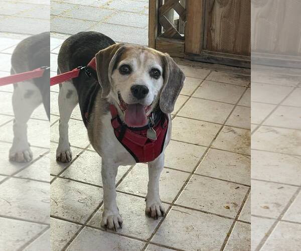 Medium Photo #1 Beagle Puppy For Sale in Las Vegas, NV, USA