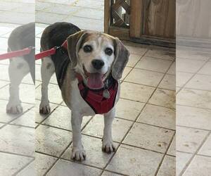 Beagle Dogs for adoption in Las Vegas, NV, USA