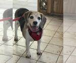 Small Beagle