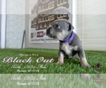 Puppy Black Out American Bully