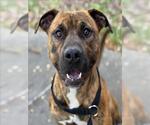 Small #4 American Pit Bull Terrier Mix