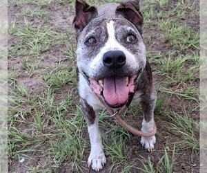 American Pit Bull Terrier-Unknown Mix Dogs for adoption in Ocala, FL, USA