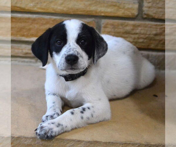 Medium Photo #3 Great Pyrenees-Pointer Mix Puppy For Sale in Enfield, CT, USA