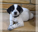 Small #2 Great Pyrenees-Pointer Mix