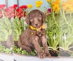 Puppy Sunny Goldendoodle