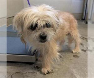 Shih Tzu Dogs for adoption in Camarillo, CA, USA