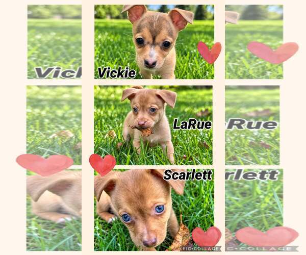 Medium Photo #1 Chihuahua-Unknown Mix Puppy For Sale in Plainfield, IL, USA