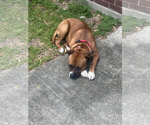 Medium Photo #4 Boxer Puppy For Sale in  Katy, TX, USA