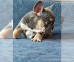 Small Photo #47 French Bulldog Puppy For Sale in MANHATTAN, NY, USA