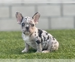 Small Photo #6 French Bulldog Puppy For Sale in TUCSON, AZ, USA