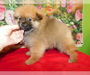 Pomeranian Puppy for sale in HAMMOND, IN, USA