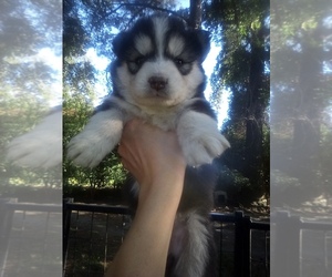 Siberian Husky Puppy for sale in FLORENCE, SC, USA