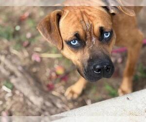 American Pit Bull Terrier-Unknown Mix Dogs for adoption in Tulsa, OK, USA