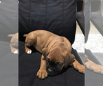 Small Photo #4 Boxer Puppy For Sale in APPLE CREEK, OH, USA