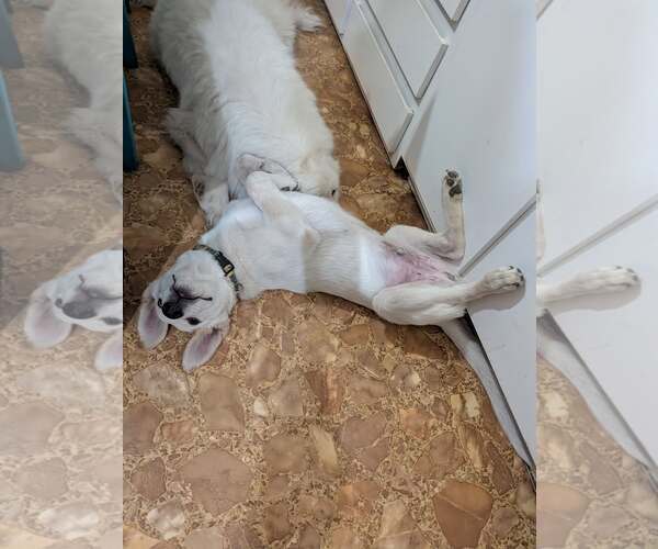 Medium Photo #4 German Shepherd Dog-Great Pyrenees Mix Puppy For Sale in Dallas, TX, USA
