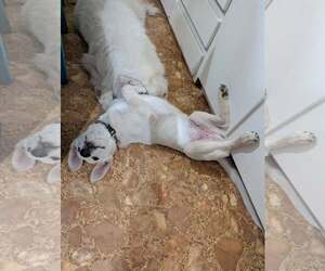 Mongo - Male German Shepherd Dog-Great Pyrenees Mix Dog for Adoption - Photo #4