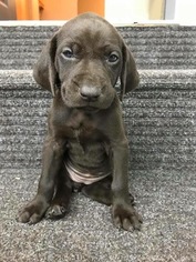 German Shorthaired Pointer Puppy for sale in BIG LAKE, MN, USA