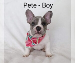 French Bulldog Puppy for Sale in APOLLO, Pennsylvania USA