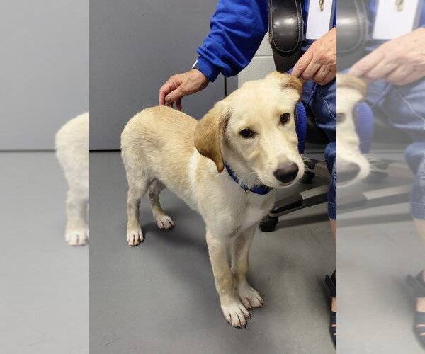 Medium Photo #4 Labrador Retriever-Retriever  Mix Puppy For Sale in South Bend, IN, USA