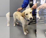 Small #3 Labrador Retriever-Retriever  Mix