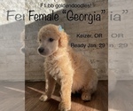 Small Photo #3 Goldendoodle Puppy For Sale in KEIZER, OR, USA