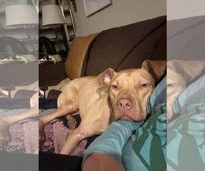 Trooper - Male Mutt Dog for Adoption - Photo #4