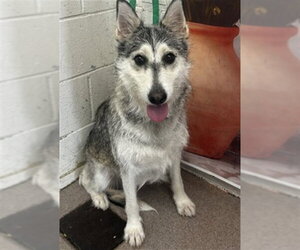 Siberian Husky-Unknown Mix Dogs for adoption in San Bernardino, CA, USA