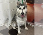 Small Siberian Husky Mix