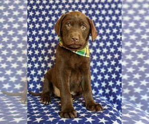 Labrador Retriever Puppy for sale in BRIDGETON, PA, USA