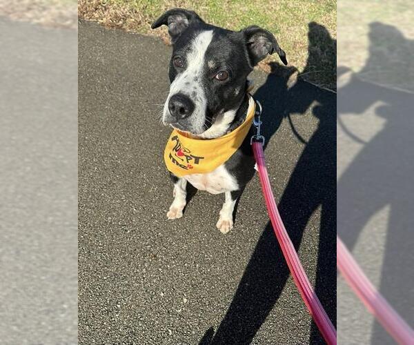 Medium Photo #3 Mutt Puppy For Sale in Louisville, KY, USA