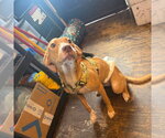 Small #1 Labrador Retriever-Pharaoh Hound Mix
