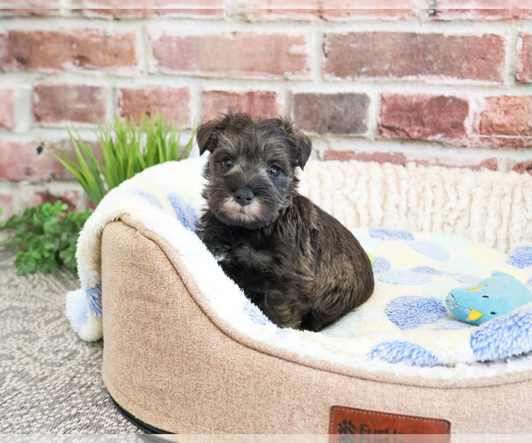 Medium Photo #1 Schnauzer (Miniature) Puppy For Sale in SYRACUSE, IN, USA