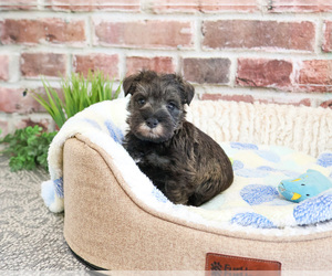 Schnauzer (Miniature) Puppy for sale in SYRACUSE, IN, USA