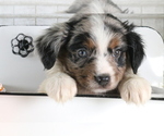 Small Photo #4 Miniature Australian Shepherd Puppy For Sale in STAFFORD, VA, USA