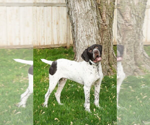 Medium Photo #9 German Wirehaired Pointer Puppy For Sale in Plymouth, MN, USA