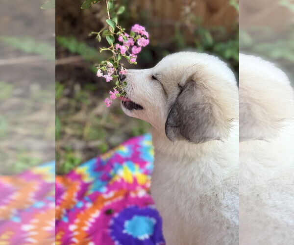 Medium Photo #5 Great Pyrenees Puppy For Sale in Spring, TX, USA