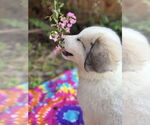 Small #4 Great Pyrenees