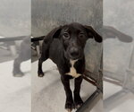 Small Rhodesian Ridgeback Mix