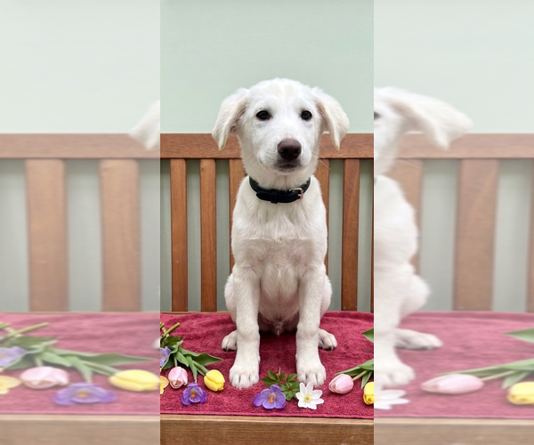 Medium Photo #1 Labrenees Puppy For Sale in Genesee, WI, USA